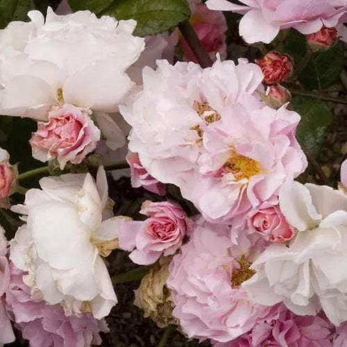 Cornelia Shrub Rose Flowers