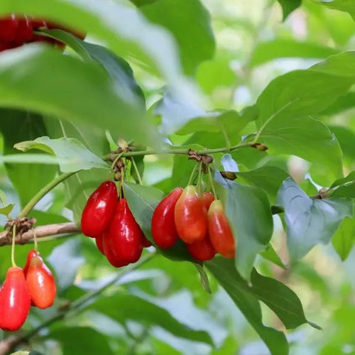Cornelian Cherry Fruit