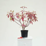 Cornus spaethii Variegated Dogwood Plant in 3 Litre Pot