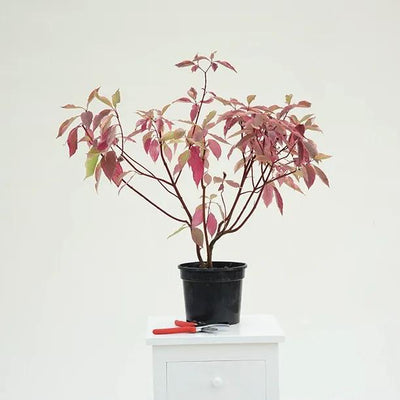 Cornus spaethii Variegated Dogwood Plant in 3 Litre Pot