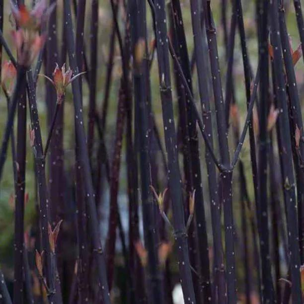 Kesselringii Purple Dogwood Bark