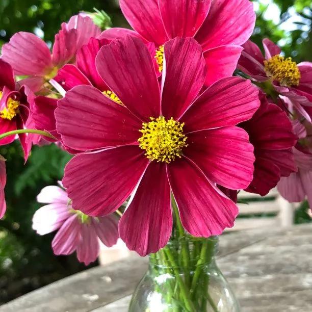 Cosmos Antiquity Flowers