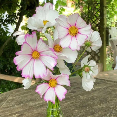 Cosmos Candy Stripe Flowers