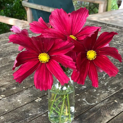 Three bright pink cosmos flowers with yellow centers in a clear vase on a wooden table.