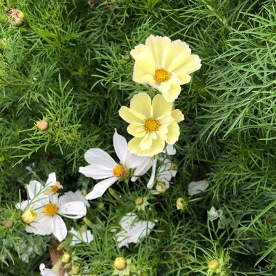 Cosmos Xanthos Flowers