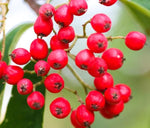 Cornubia Cotoneaster, Large Trees