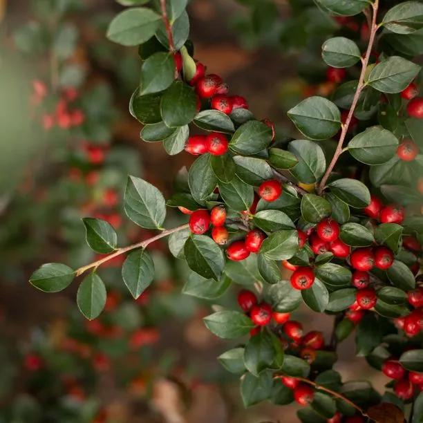 Cotoneaster Simonsii Hedge – Semi-Evergreen Red Berry