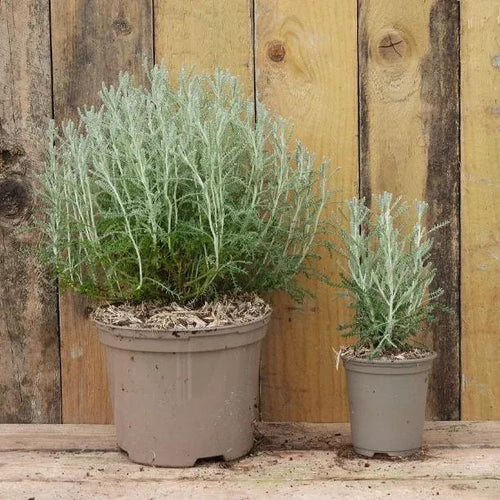 Cotton Lavender Plants in  2 Litre and  P9 (9cm) Pots