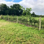 Great Value Native Country Hedging Plants