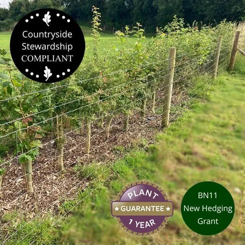 Newly Planted & Fenced BN11 Mixed Native Hedging