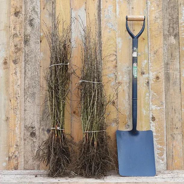 Bareroot Hawthorn Hedging Plants 40/60cm Tall