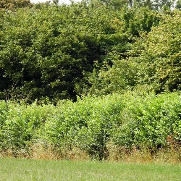 Hawthorn Hedge in Summer