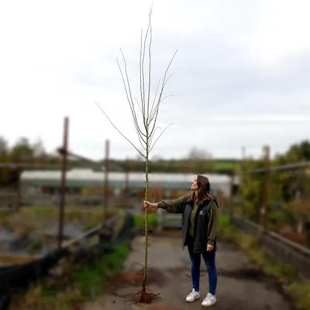 bareroot Pauls Scarlet Hawthorn 8cm to 10cm girth standard tree