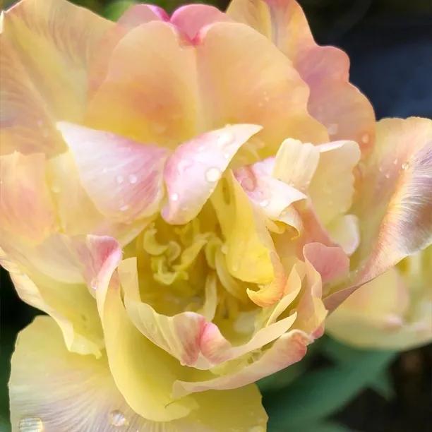 Creme Upstar Tulip Flowers