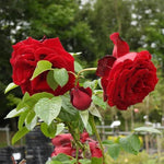 Crimson Cascade Climbing Rose Flowers