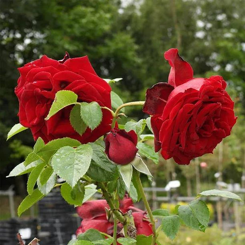 Crimson Cascade Climbing Rose Flowers