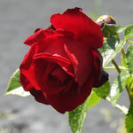 Crimson Cascade Rose Flowers