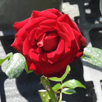 Crimson Cascade Rose Flowers
