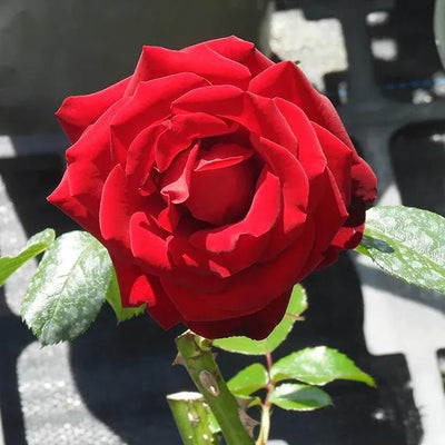 Crimson Cascade Rose Flowers