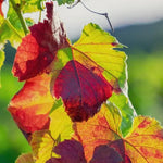 Crimson glory vine leaves in early Autumn