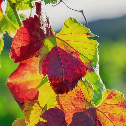 Crimson glory vine leaves in early Autumn