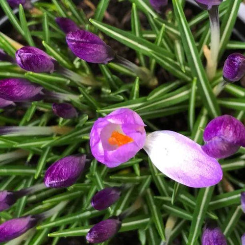 Tommasini's Crocus Flowers - Close up