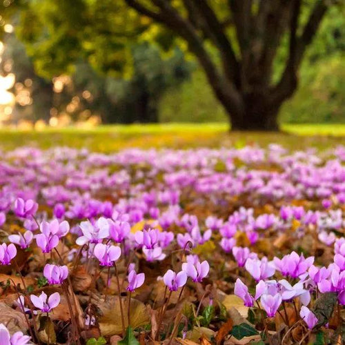 Cyclamen hederifolium Flowers