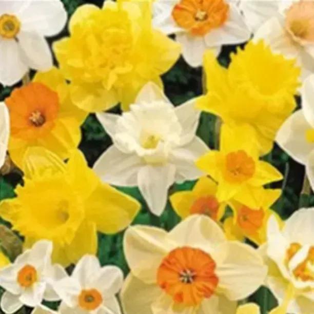 Exotic Daffodil Mix Flowers