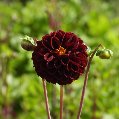 A single dark burgundy dahlia flower in full bloom with two green buds on slender stems, photographed against a soft blurred green garden background.