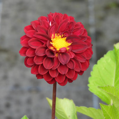 Red flower with a yellow center on a blurred background