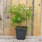 Darrow Blueberry Plant in 2 Litre Pot