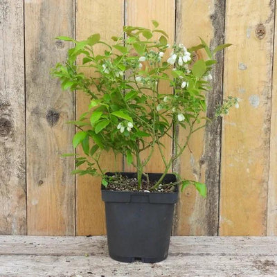 Darrow Blueberry Plant in 2 Litre Pot