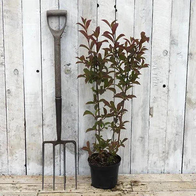 Dawn Viburnum Plant in 3 Litre Pot