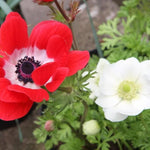 de Caen Group Garden Anemone Flowers