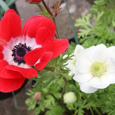 de Caen Group Garden Anemone Flowers