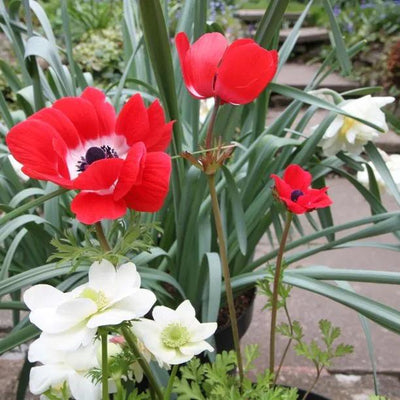 de Caen Group Garden Anemone Flowers