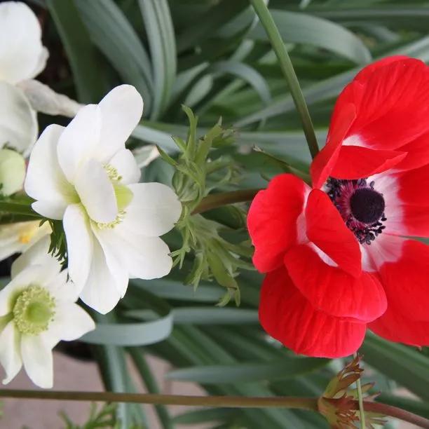 de Caen Group Garden Anemone Flowers