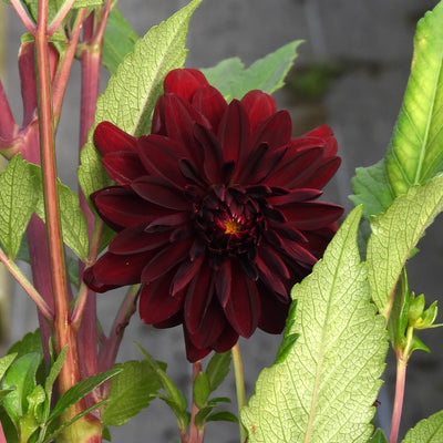 Dark red dahlia flower with green leaves on a blurred background