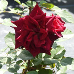 Deep Secret Hybrid Tea Rose Flowers
