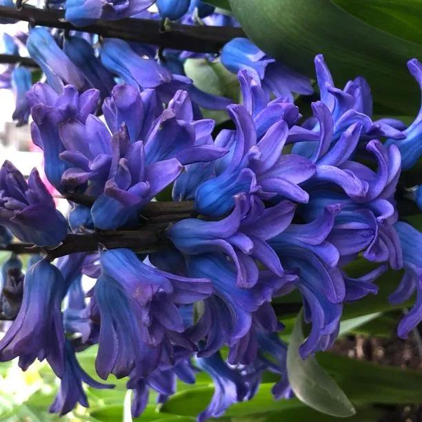 Delft Blue Hyacinth Flowers