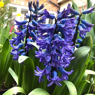 Delft Blue Hyacinth Flowers