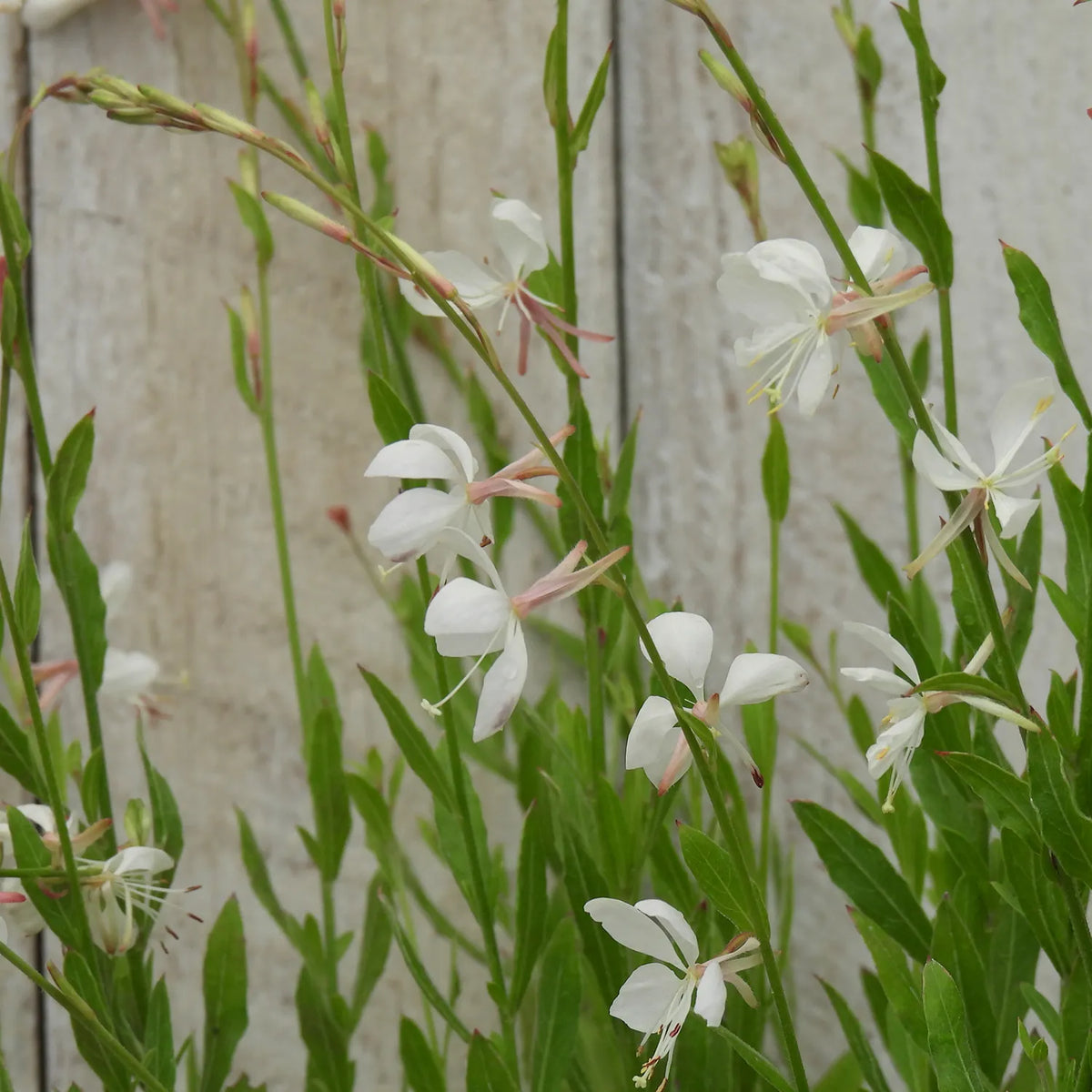 Delicate Gaura flowers - whirling butterflies