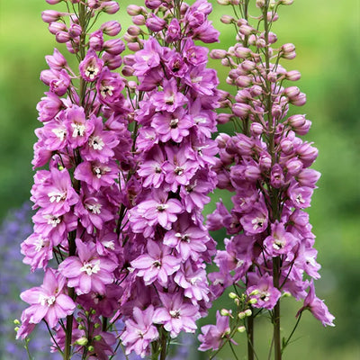 Close-up of Delphinium Astolat flowers with a blurred green background