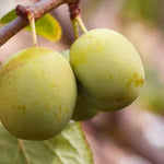 Dennistons Superb Plums on the tree