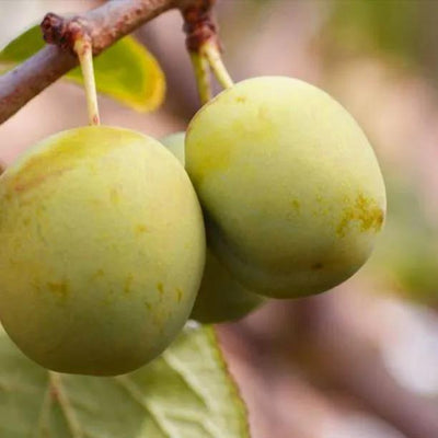 Dennistons Superb Plums on the tree