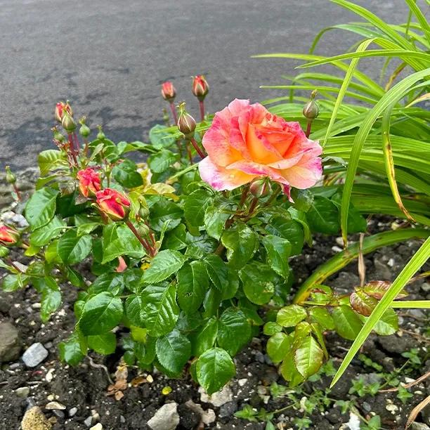 Designer Sunset Rose Bush in flower