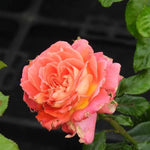 Designer Sunset Rose Flowers