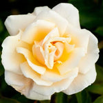 Diamond Jubilee Hybrid Tea Rose Flowers