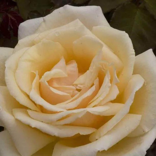 Diamond Jubilee Hybrid Tea Rose Flowers
