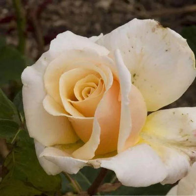 Diamond Jubilee Hybrid Tea Rose Flowers